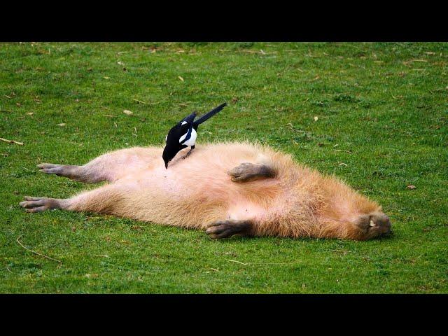  Magpie Collects Nest Material From Capybara 