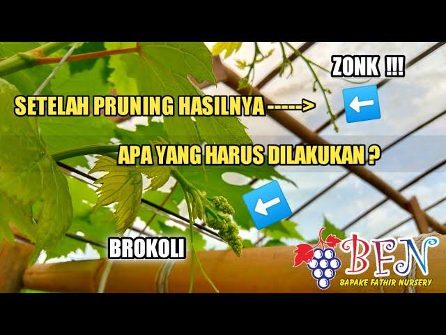 Bagaimana Jika Pruning Hasilnya ZonkIni Yang Harus Dilakukan‼️