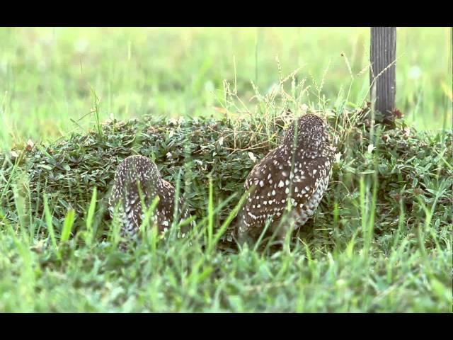 Florida Burrowing Owls