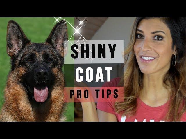 GERMAN SHEPHERD GROOMING: 6 TIPS FOR A SUPER SHINY DOG COAT