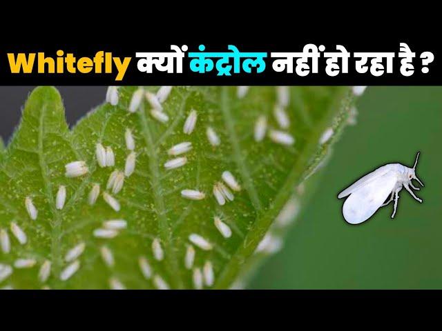 Whitefly क्यों कंट्रोल नहीं हो रहा है ? | सफेद मक्खी को कंट्रोल करने का सबसे आसान तरीका