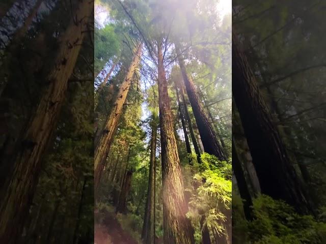 Subaru in the Redwoods #northerncalifornia