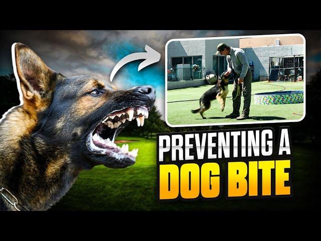 Teaching this DOG NOT to Bite ME When Touched - Shelter Dog Training