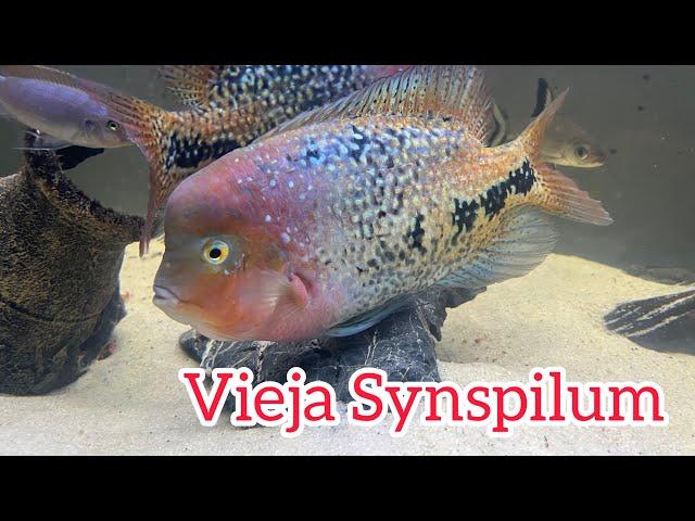 Meet The Vieja Synspilum | Species Profile