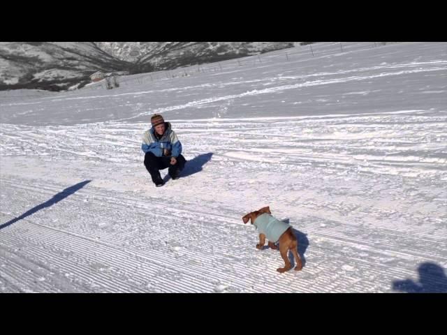 Vizsla puppy Name and Come commands on off-leash walk