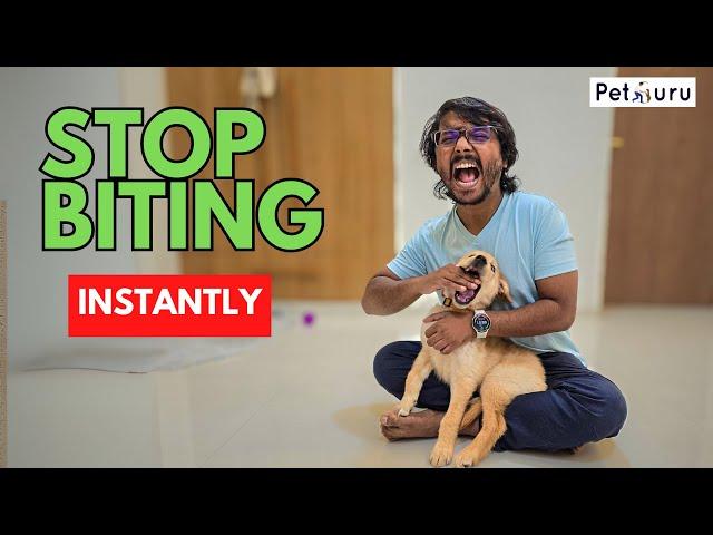 Stop Puppy Biting Instantly: PetGuru Academy's Proven Techniques!