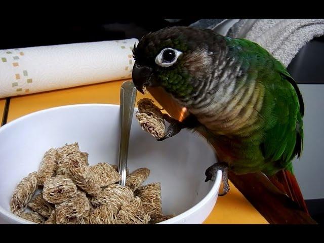 Cute Parrots; Funny Talking Green Cheek Conure Compilation