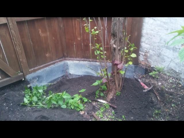 Rat proofing under fencing required to keep rats out