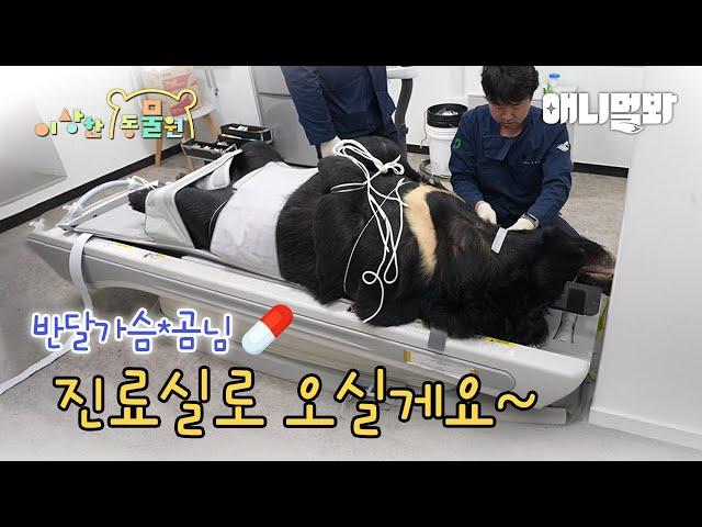 웬만해선 안 볼 수가 없다 (반달가슴곰, 황새의 건강검진🩺) | 이상한동물원 E.15 | Why Can't We Stop Watch Them (Bear & Stork)