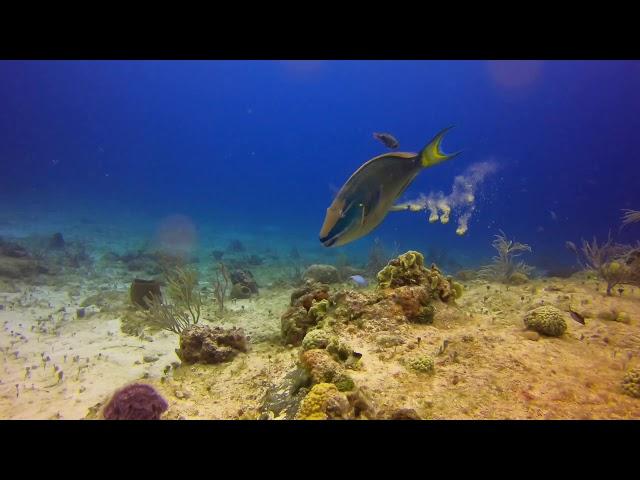 scuba diving   island Cozumel   Mexico 2019 by Tristan.D