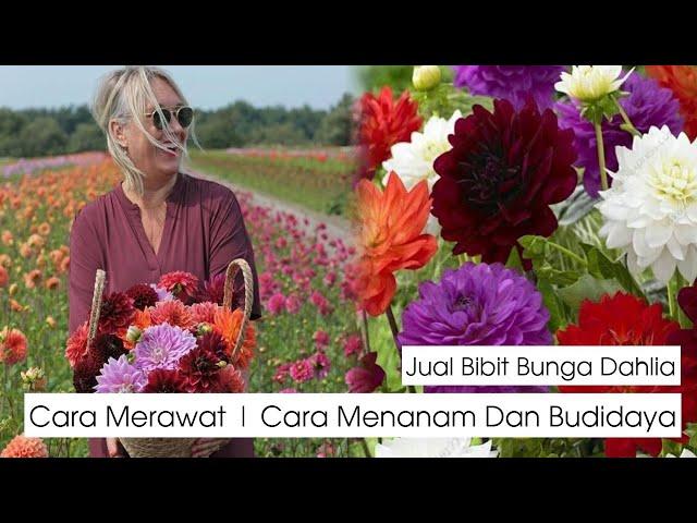 Juat Bibit Tanaman Bunga Dahlia | Cara Menanam | Merawat | Memperbanyak | Nama Latin Asteraceae