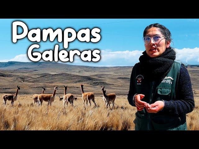 PAMPAS GALERAS | Aquí vivé el ANIMAL mas FINO  del MUNDO | Ayacucho  