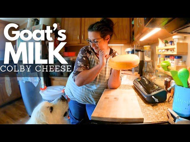 Intermediate Home Cheesemaking: Colby | (Meet My NEW Milking Goat!)