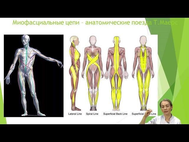 Миофасциальные цепи у детей - Что это?