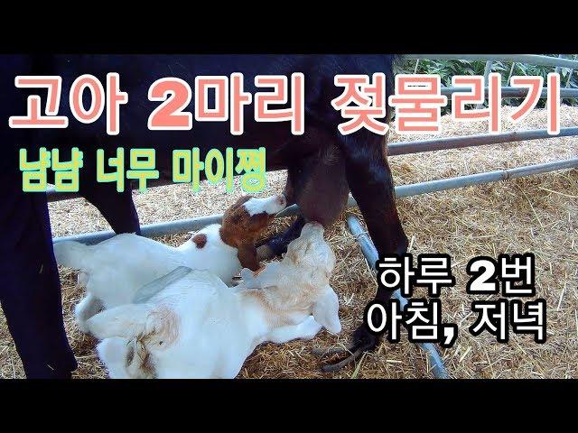 서울촌놈의 염소농장 24시 - 고아들 젖먹이기 편