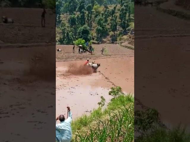 ox race in sogbani foji Talib ka bull