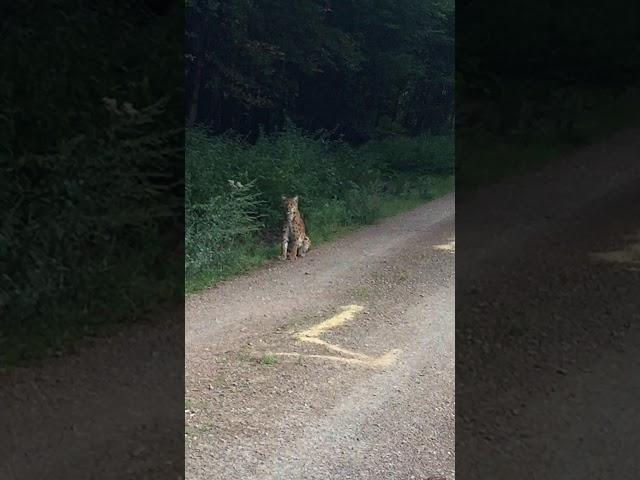 Luchs Juri taucht plötzlich bei Schopp im Pfälzerwald auf