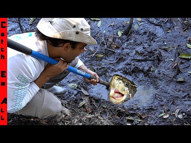 FISHING for MUD NIPPERS!