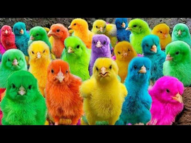 Tangkap Ayam Lucu, Ayam Warna Warni, Ayam Rainbow Gokil, Kelinci, Kucing Lucu, Bebek, Hewan Lucu #02