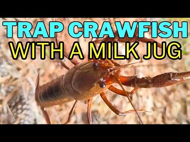 Make a Crawfish Trap from a Milk Jug - Mudbug Hotel