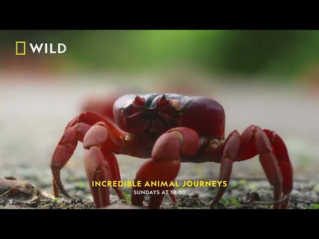 Incredible Animal Journeys | Ocean Odysseys