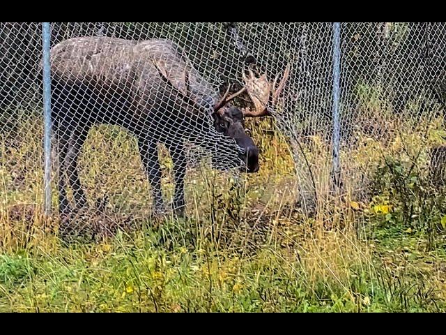 Alaska Moose Escapes Thru Fence