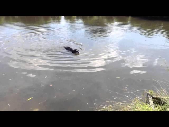 Wilbo Waggins goes for a swim