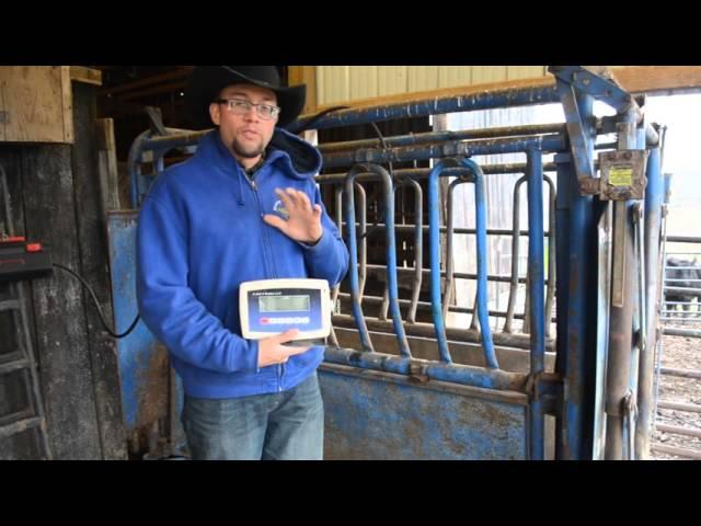 Setting up a Cattle Scale System from a Kit