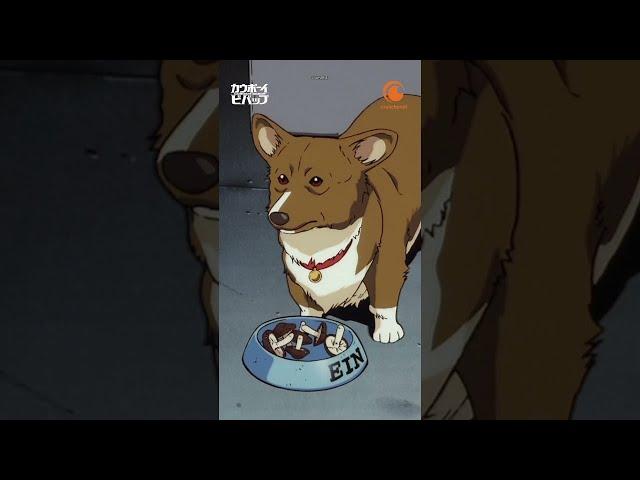 I see Ein, I stop and watch 🫶