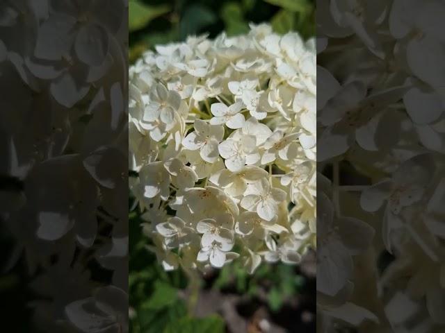 #гортензия #hydrangea #flowers #nature #garden