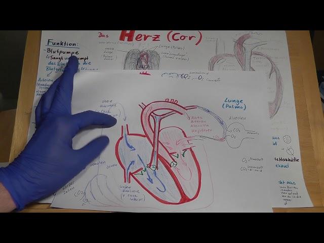 RD PRÜFUNGSWISSEN: Herz erklärt! Anatomie, Physiologie, Funktion Wiederholung für Rettungsdienstler