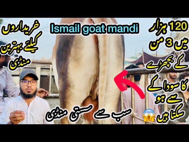 Ismail goat Mandi Karachi Cattle Rates Update ️ || 25 may 2025  || Cow Mandi 2025