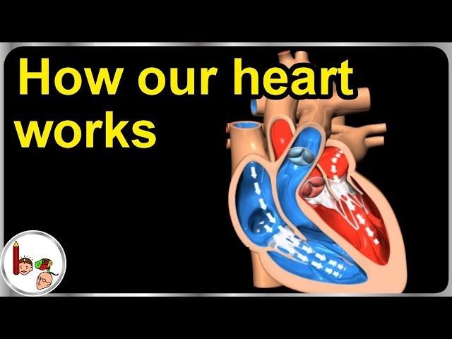 How our heart works – Structure and function (3D animation) - In English