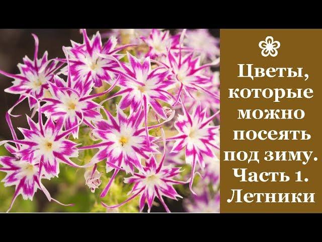  Цветы, которые можно посеять под зиму. Часть 1. Однолетники