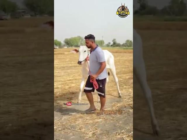 Ox Race #oxrace #trending #viral #punjab #oxracepunjab #patpratiyogita #ytshorts #ytshort