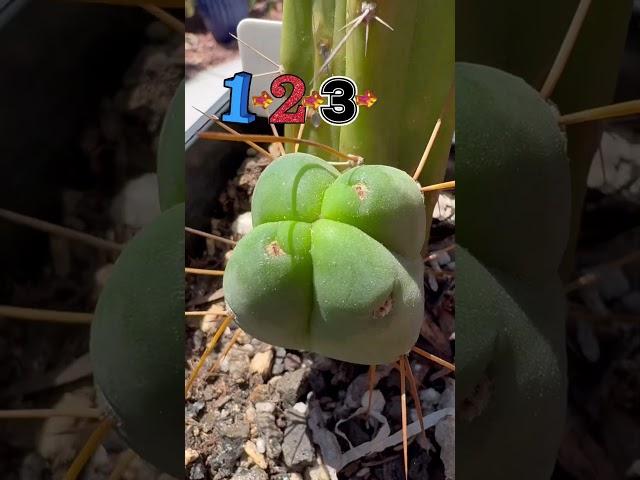 Many sides to every story… this one has four! #fourwinds #cactusjeff