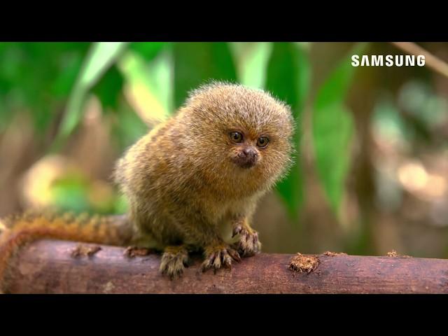 4K HDR 60fps Peru Demo Content Samsung QLED