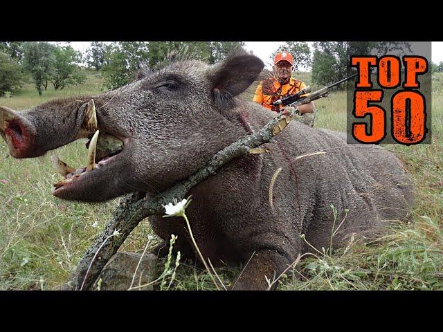 TOP 50 DEATH STRIKES!!! KEEP YOUR BREATH!!! Great boar hunt, unforgettable scenes,