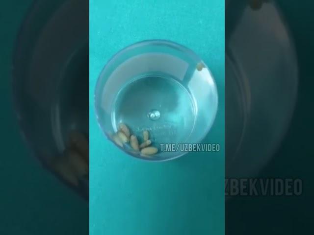 КУТЛАГАН ЧАКОЛОК ХАЙРАТАН ЙОКА УШЛАЙСИЗ..