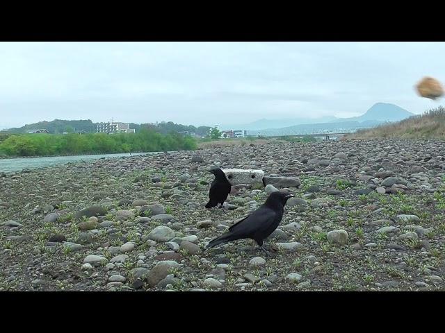 O 165 Oita River　In front of the Brown Hut Water Gate　MON and AOI (Wild Carrion Crow)