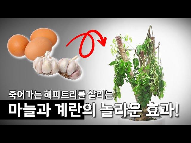 죽어가는 해피트리를 살리는 마늘과 계란의 놀라운 효과[4K UHD] with CLOVA Dubbing