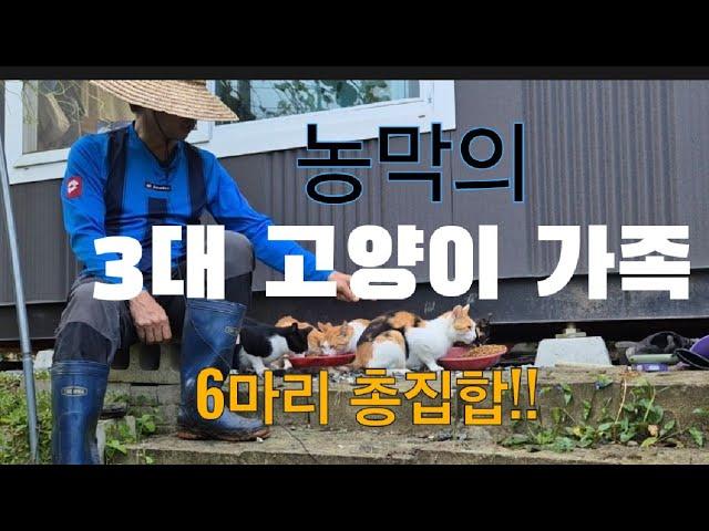 농막의 3대 고양이들 6마리 총집합#다음날아침편#고양이#농막#고니팜#240907