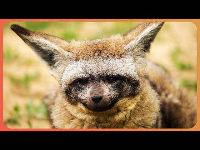 The Rare Brown Hyenas of Namibia | The Hyena Lady - Wolves On The Waterline | Real Wild