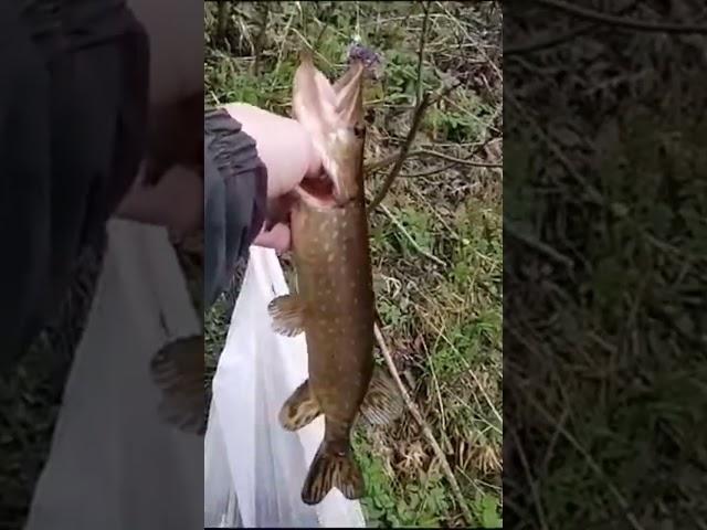 Первая щука по открытой воде в этом году #fishing #селигер #волга