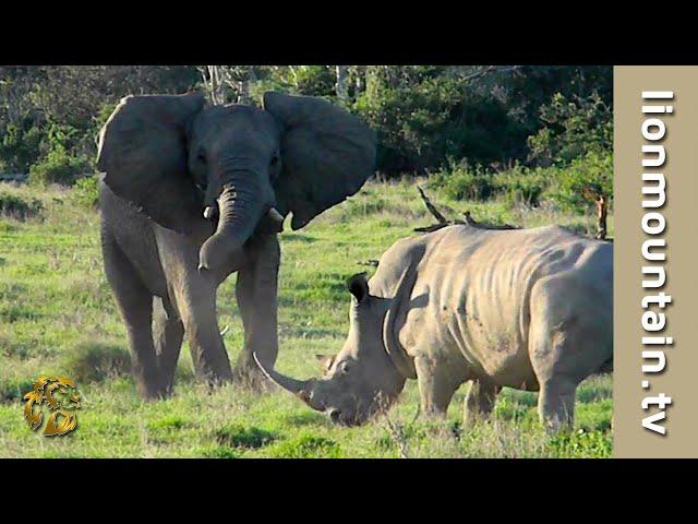 Elephant Adolescents Gone Wild  The Pilanesberg Troublemakers