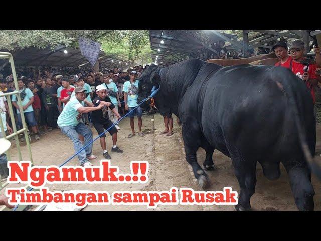 Ngamuk..!! Timbangan sampai Rusak Douglas Sapi Jumbo masih Gagal ditimbang