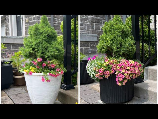 Transplanting/repotting plants into new containers - July 2024