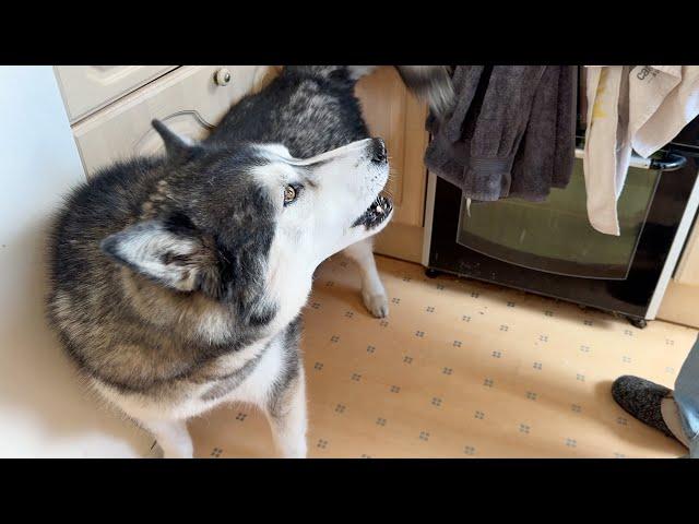 Husky Doesn’t Like What His Nan Calls Him!