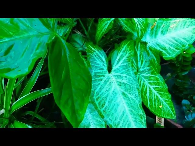 best evergreen indoor plants/best permanent indoor/ low light plants