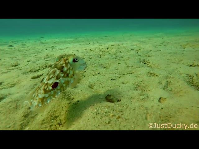 Stingray, tonguefish, cuttlefish